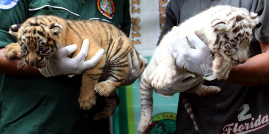 4 Bayi harimau benggala tambah koleksi Taman Marga Satwa Medan