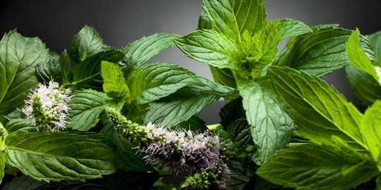 Minyak peppermint, jawaban untuk masalah pencernaan!