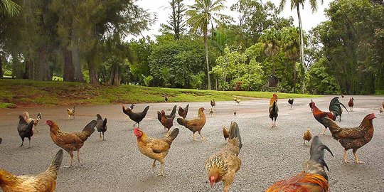 Kauai, pulau cantik di Hawaii yang jadi kerajaan ayam