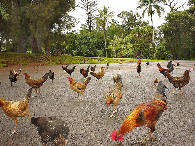 ayam liar di kauai hawaii