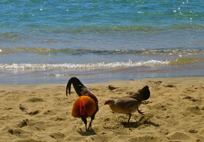 ayam liar di kauai hawaii