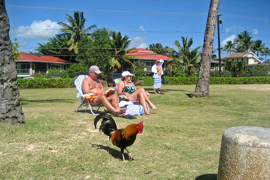 ayam liar di kauai hawaii