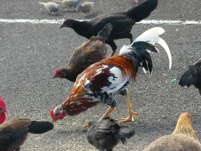 ayam liar di kauai hawaii