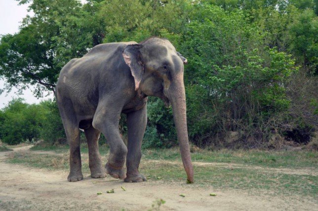 gajah raju