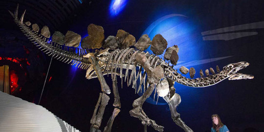 Kerangka Stegosaurus terlengkap di dunia dipamerkan di London