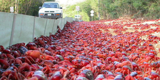 Setahun sekali pulau di Australia ini 'diserang' ribuan