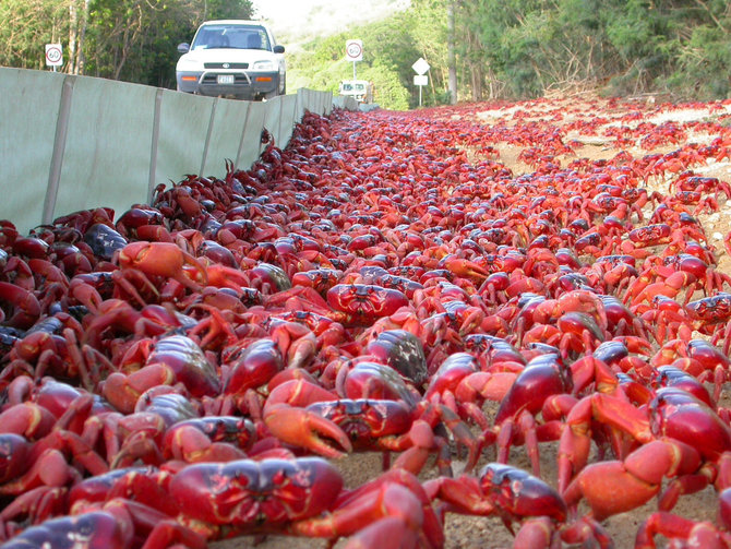 migrasi kepiting merah pulau natal