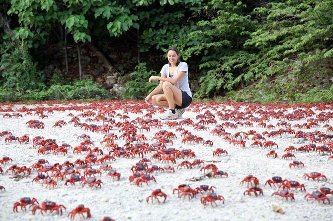 migrasi kepiting merah pulau natal