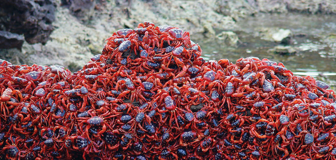 migrasi kepiting merah pulau natal