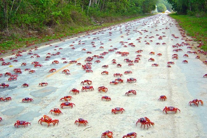 migrasi kepiting merah pulau natal