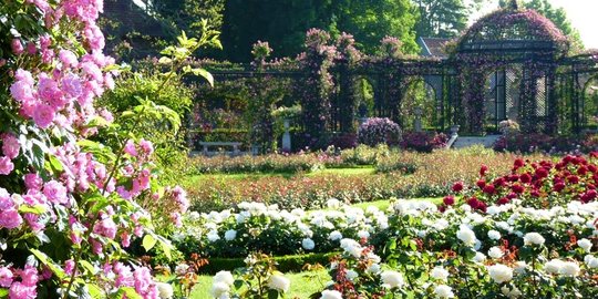 Cantiknya 'istana' ribuan mawar di Roseraie de L'Hay, Prancis