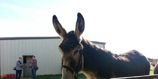 pria keledai di meksiko ditangkap rev2