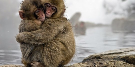 Jigokudani, 'Sangeh' Jepang yang dihuni kera salju