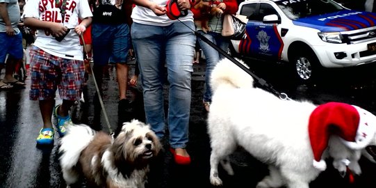 Puluhan anjing berkostum Santa Claus 'hipnotis' warga Manado