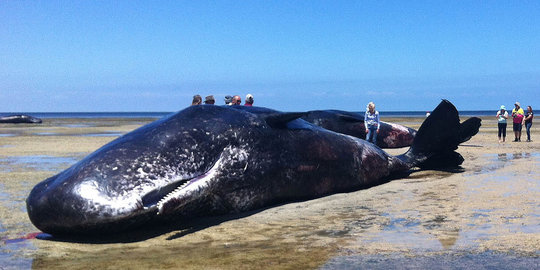 Nasib tragis tujuh paus sperma mati terdampar di Australia