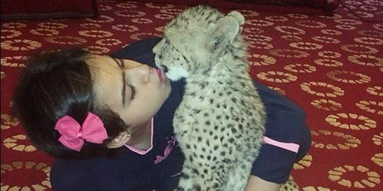 Gadis kecil Saudi ini cuma bisa tidur kalau memeluk macan tutul