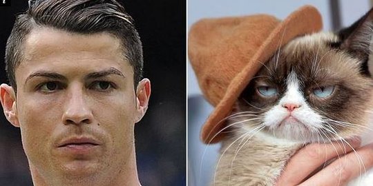 Kucing ini lebih tajir ketimbang Cristiano Ronaldo