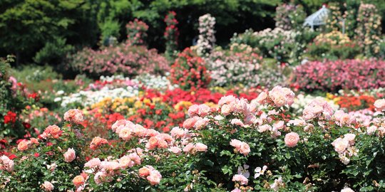 8 Taman Mawar Terindah Di Dunia Mulai Dari Jepang Sampai Monako Merdeka Com