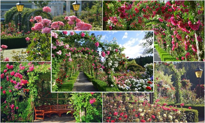 rose garden butchart gardens