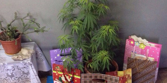 Bikin pohon natal ganja, ibu di Chile digerebek polisi