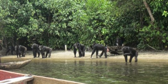 Pulau monyet, peristirahatan simpanse korban penelitian medis