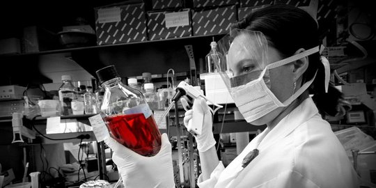 dari kotoran sapi rev2