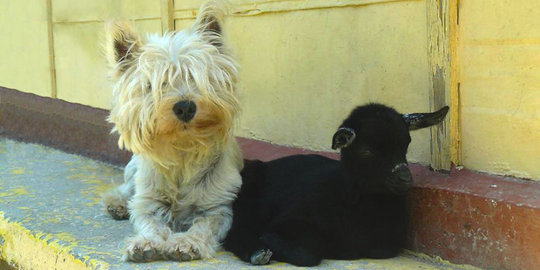 Imutnya persahabatan anak kambing & anjing yang pernah disiksa