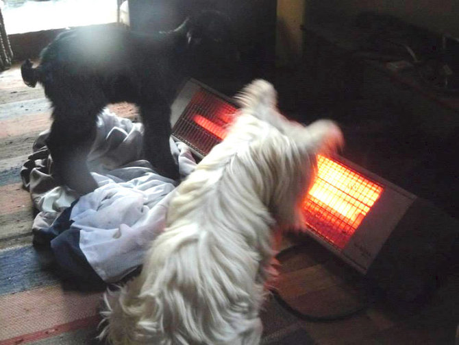 hewan hewan di 4 legged friends