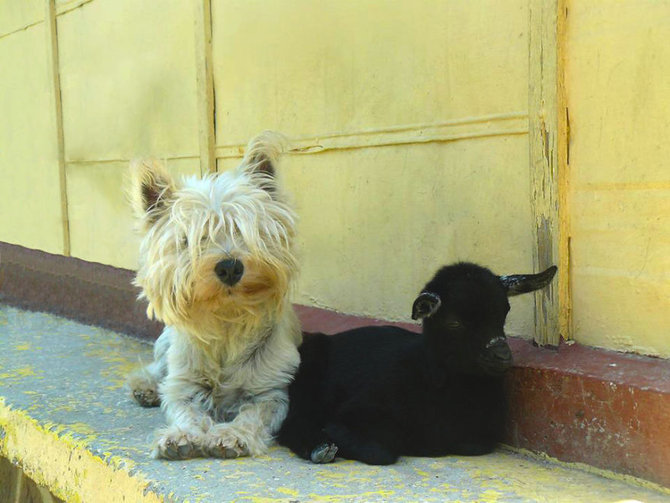 hewan hewan di 4 legged friends