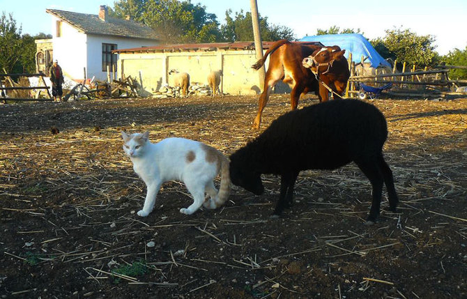 hewan hewan di 4 legged friends