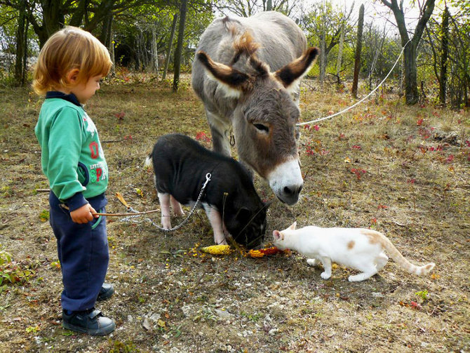 hewan hewan di 4 legged friends