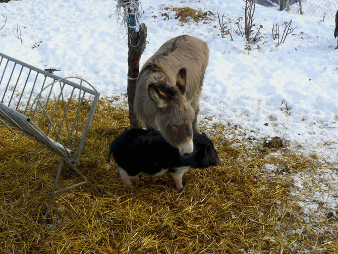 hewan hewan di 4 legged friends