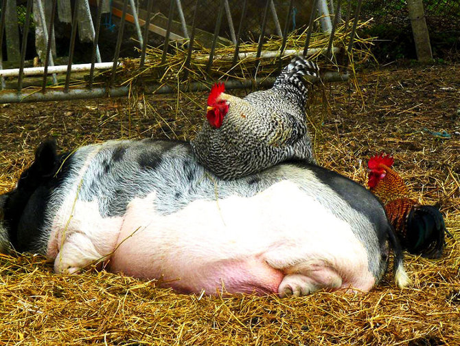 hewan hewan di 4 legged friends