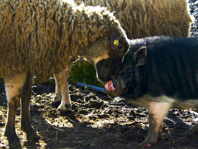 hewan hewan di 4 legged friends