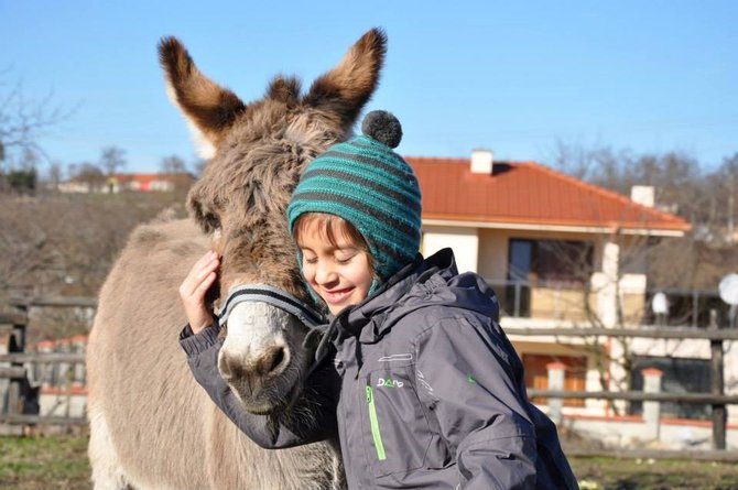 hewan hewan di 4 legged friends