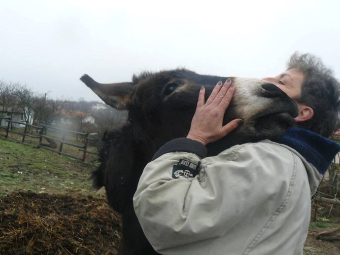 hewan hewan di 4 legged friends