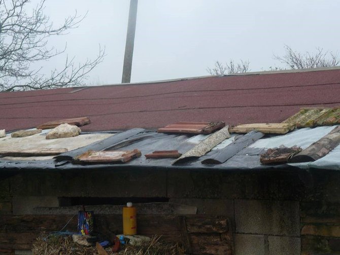 hewan hewan di 4 legged friends