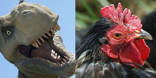 Mengejutkan, ilmuwan sebut ayam keturunan dinosaurus!