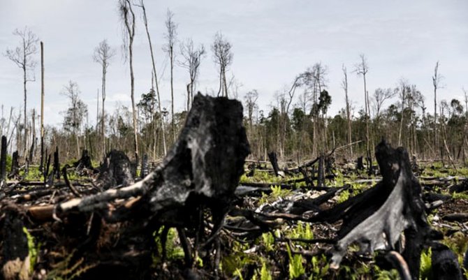hutan hujan tropis sumatera