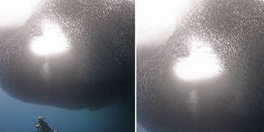 berenang membentuk formasi hati di filipina rev2