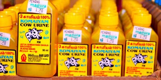 Di India, urine dan kotoran sapi jadi obat jerawat