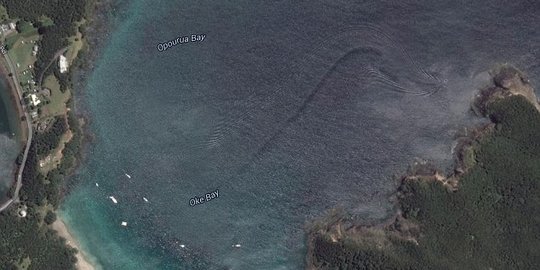 Makhluk laut misterius raksasa muncul di perairan Selandia Baru