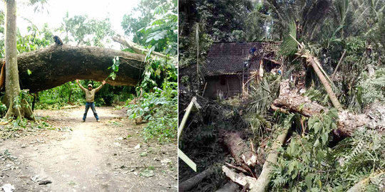 Pohon raksasa tumbang, hantam rumah, sapi dan kambing