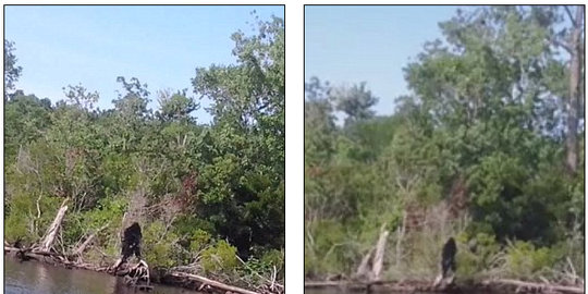 lima makhluk misterius di dunia terekam kamera