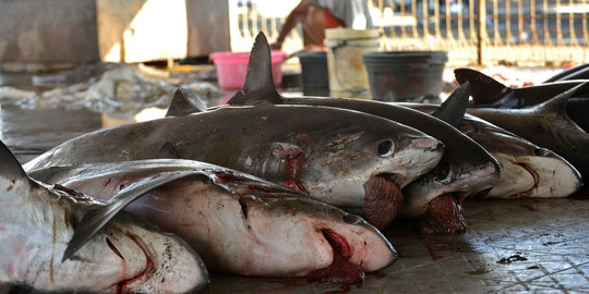 Menengok bebasnya penangkapan dan penjualan hiu di Tanjung Luar