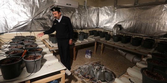 Polisi Palestina temukan rumah budidaya ganja di Tulkarem