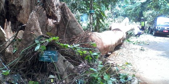 Pulang jualan, tukang sayur tewas tertimpa pohon sengon tumbang