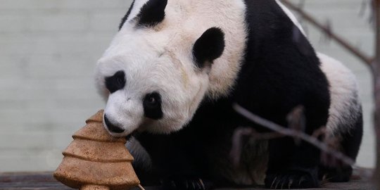 Panda lucu ini ikut diberi kue Natal