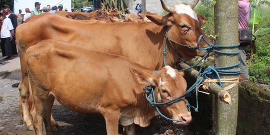 Jokowi mau ke Kupang, blusukan ke kandang sapi