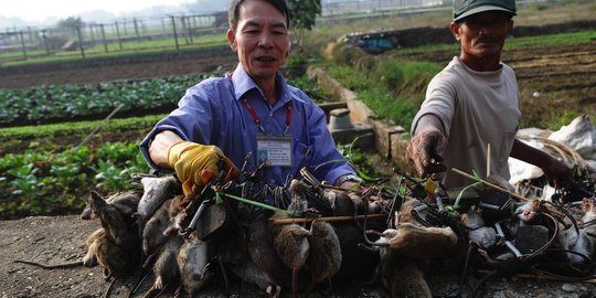 Petani ini dijuluki 'Raja Tikus' di Vietnam